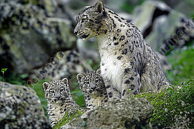 Schneeleopard mit Jungen