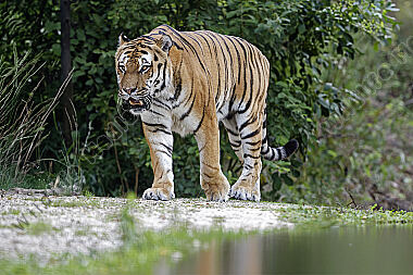 Sibirischer Tiger