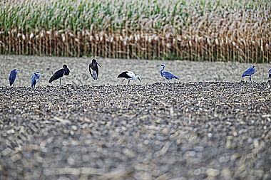 Schwarzstorch mit Weißstorch