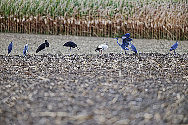 Schwarzstorch mit Weißstorch