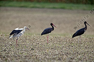 Schwarzstorch mit Weißstorch