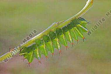 Pfauenspinner Aurivillius triramis halberwachsene Raupe