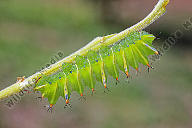 Pfauenspinner Aurivillius triramis halberwachsene Raupe