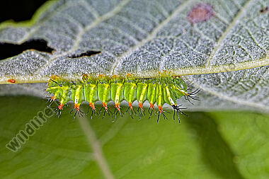 Pfauenspinner Aurivillius triramis Jungraupe