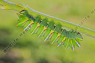 Pfauenspinner Aurivillius triramis Raupe