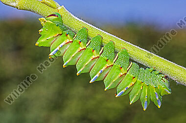 Pfauenspinner Aurivillius triramis Raupe