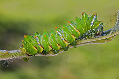 Pfauenspinner Aurivillius triramis Raupe