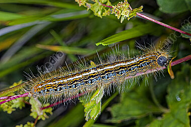 Alpen-Ringelspinner Raupe