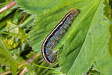 Alpen-Ringelspinner Raupe