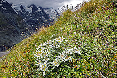 Edelweiß