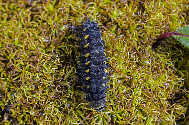 Hochalpenwidderchen Raupe