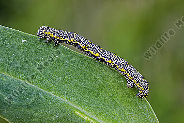 Alpen-Dickleibspanner Raupe