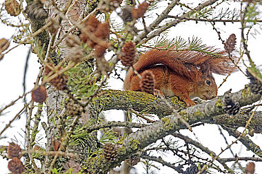 Eichhörnchen