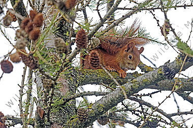Eichhörnchen