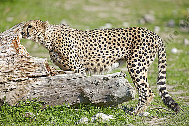 Gepard