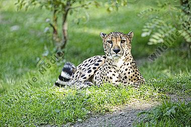 Gepard