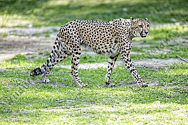 Gepard