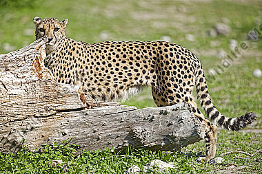 Gepard