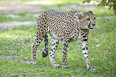Gepard