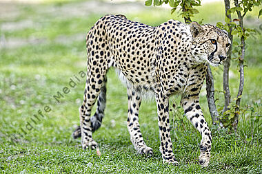 Gepard