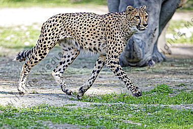 Gepard