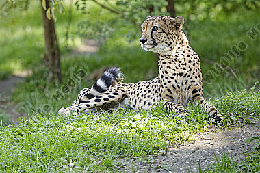 Gepard