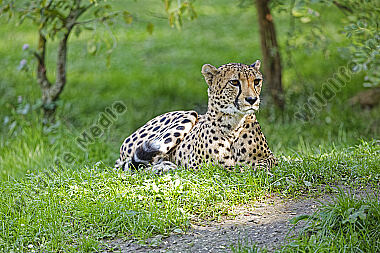 Gepard