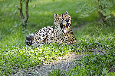 Gepard