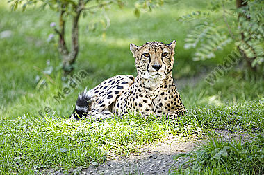 Gepard