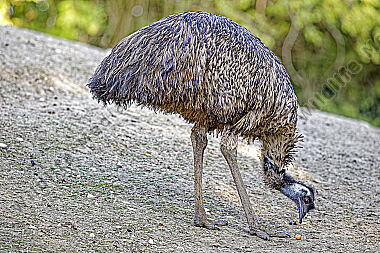 Emu