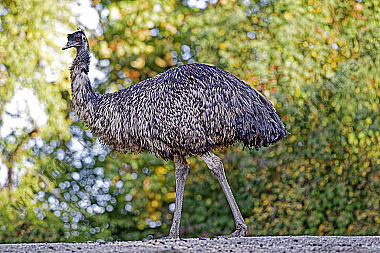 Emu