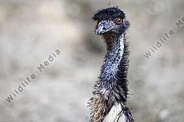 Emu