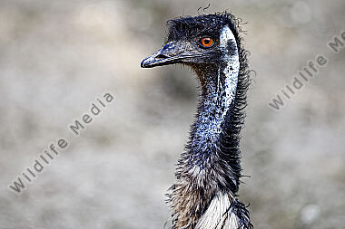 Emu