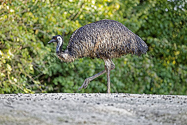 Emu