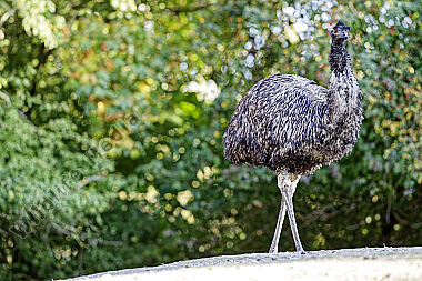 Emu