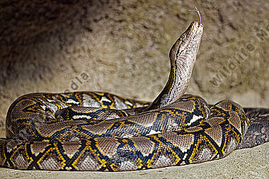 Netzpython