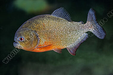 Roter Piranha