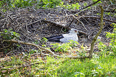 Sekretär