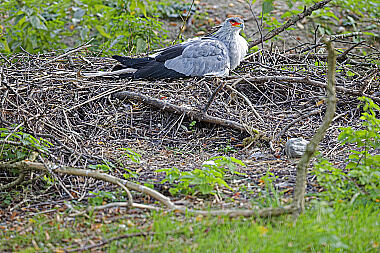 Sekretär