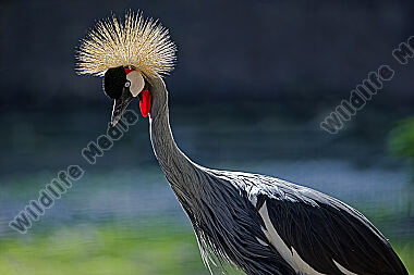 Kronenkranich