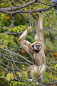 Weißhandgibbon