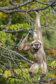 Weißhandgibbon