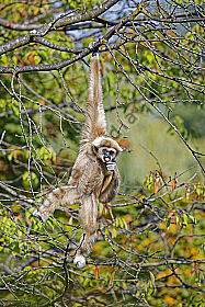 Weißhandgibbon