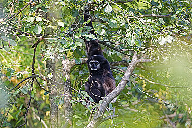 Weißhandgibbon