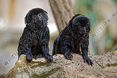 Springtamarin