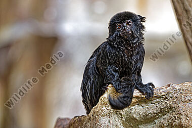 Springtamarin