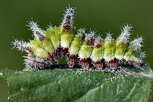 Schlange Naturbilder Kaufen Ab 25 75 Bei Wildlife Media